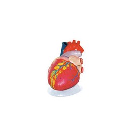Corazón Gigante. Modelo CVQ7011