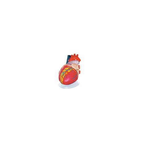 Corazón Gigante. Modelo CVQ7011