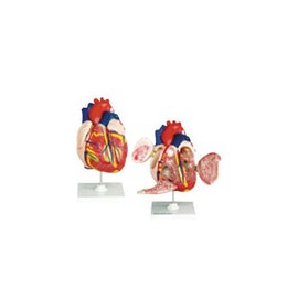 Corazón Mediano. Modelo CVQ7010