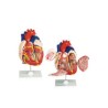 Corazón Mediano. Modelo CVQ7010