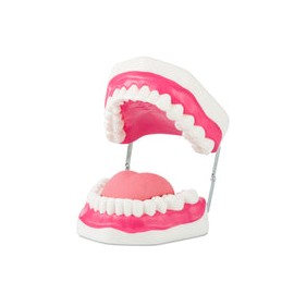 Dentadura mediana flexible. Modelo CVQ7013