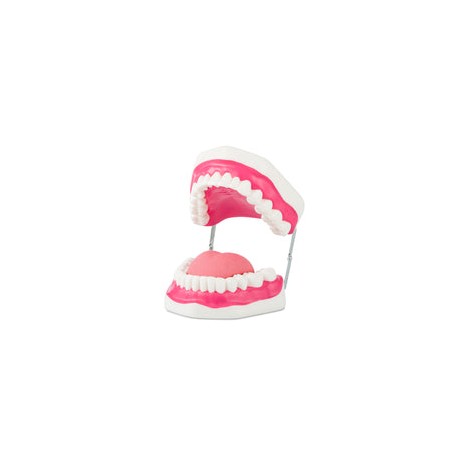 Dentadura mediana flexible. Modelo CVQ7013