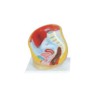 Pelvis femenina. Modelo CVQ7034